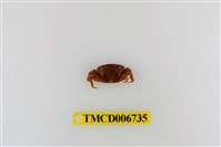 藏品(絨毛近方蟹)的圖片